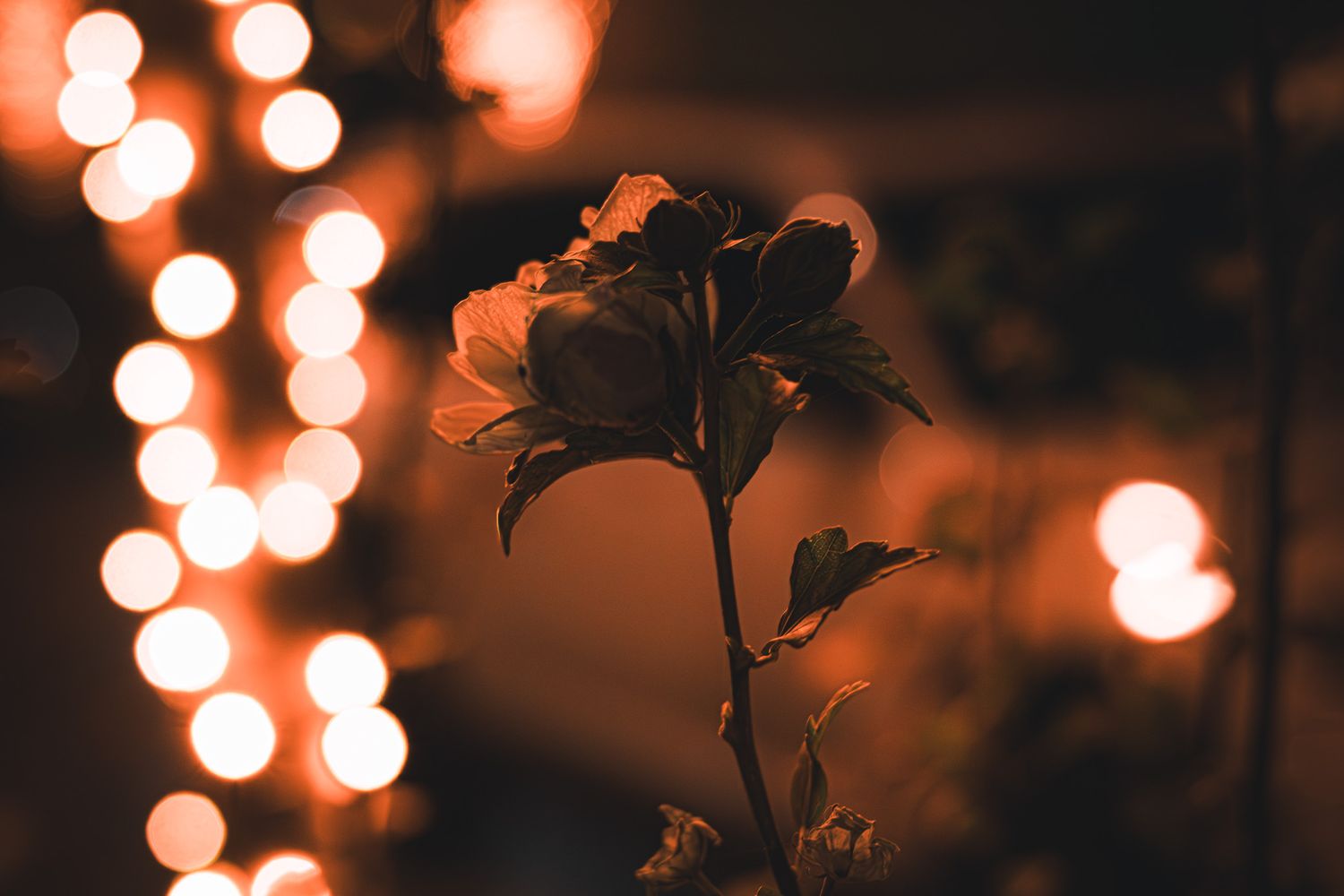 A dark silhouetted flower stands against warm bokeh lights glowing orange in a moody night garden setting.