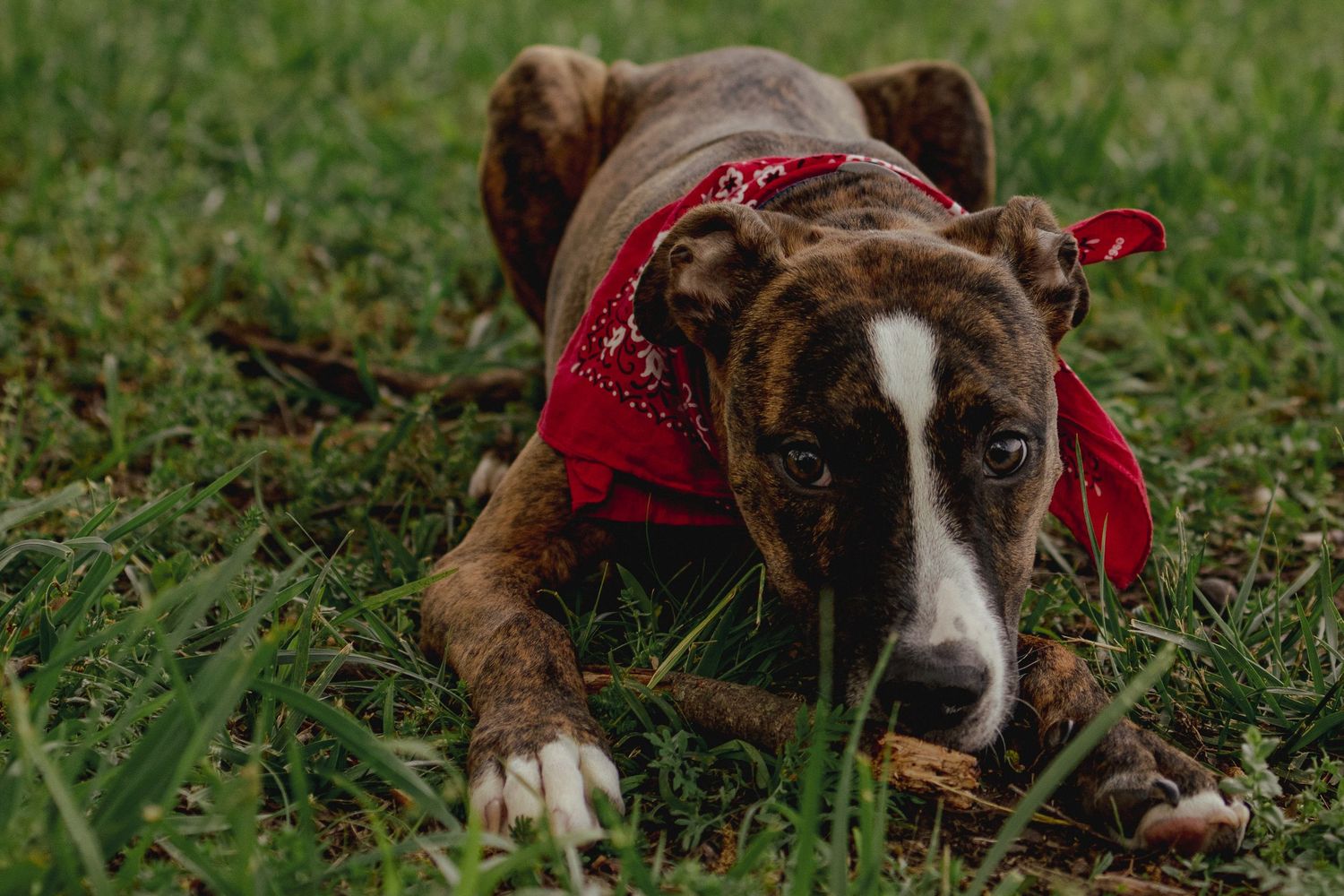 Brindle puppy wearing a red bandana lying in green grass chewing on a stick.