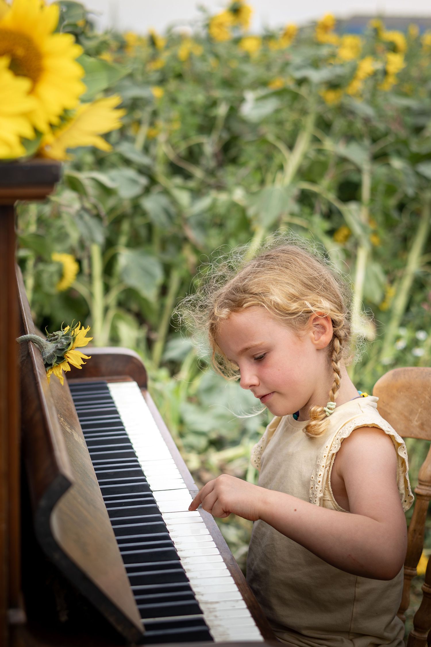 child playing a piano in a sunflower field
