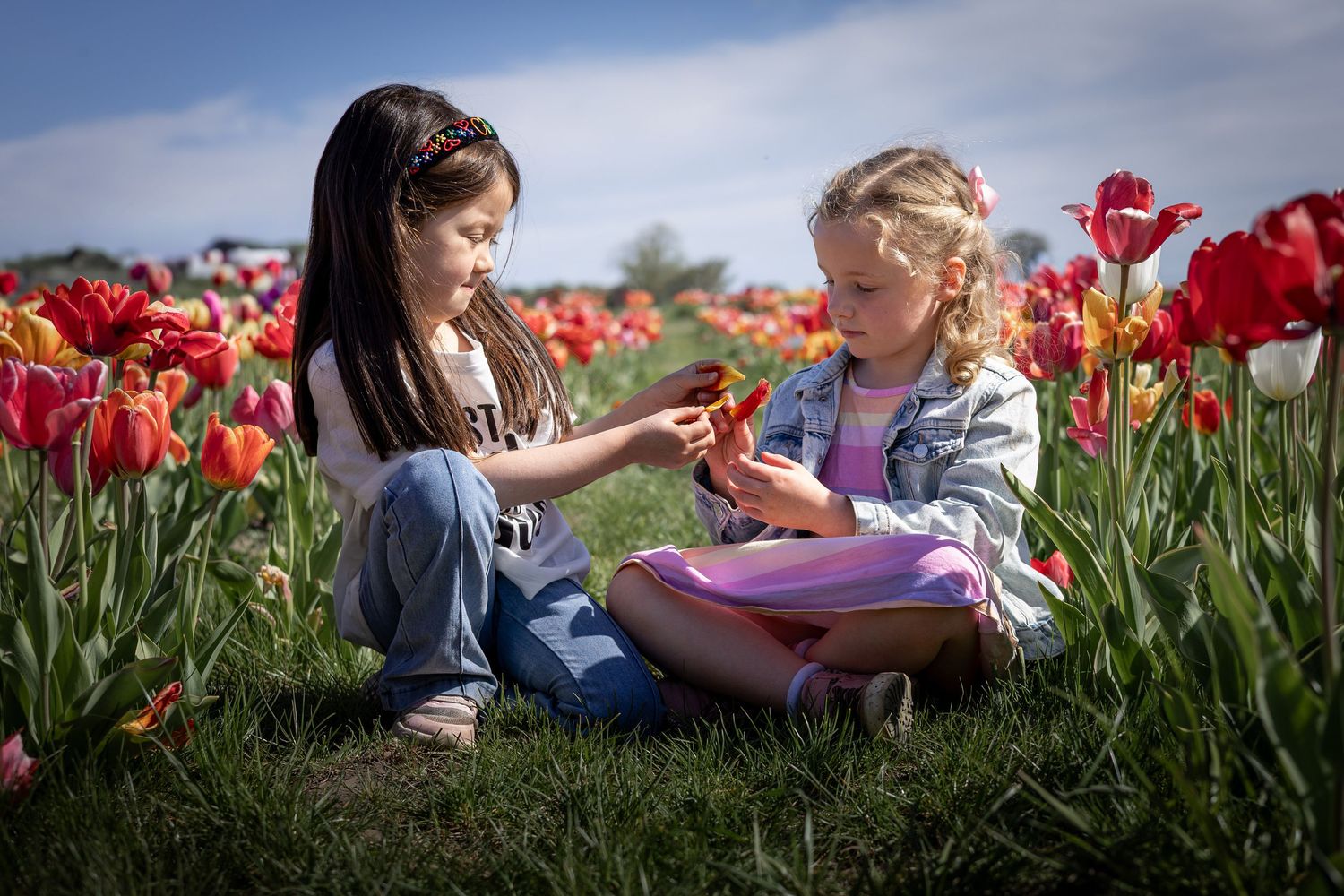 children playing in a tulip field