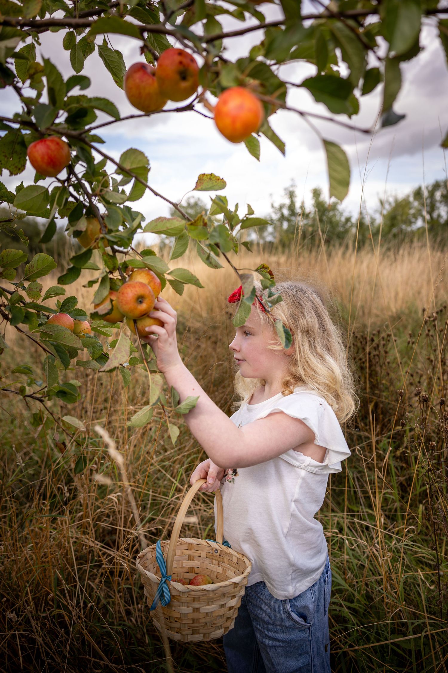 Child picking an apple from an orchard