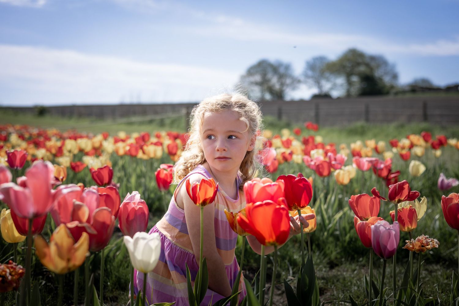 child looking over her shoulder sitting in a tulip field