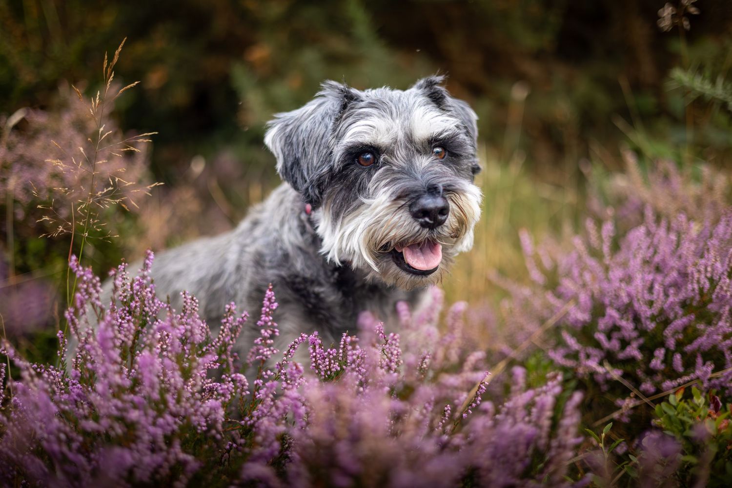 dog in heather