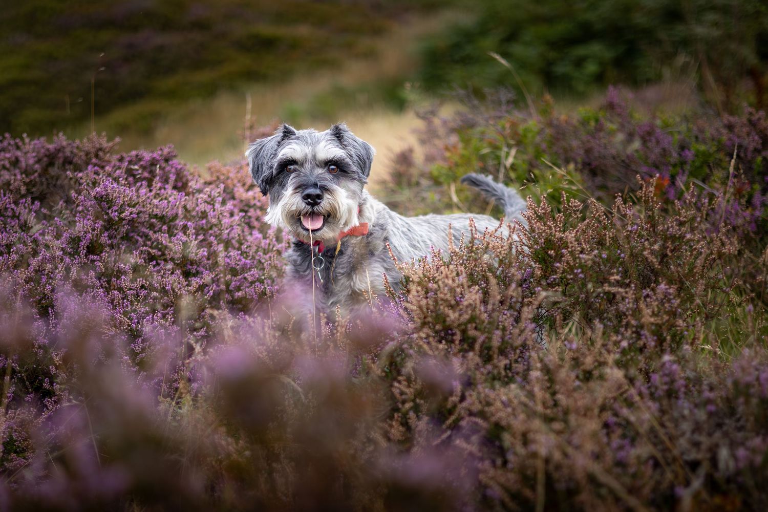dog standing in heather