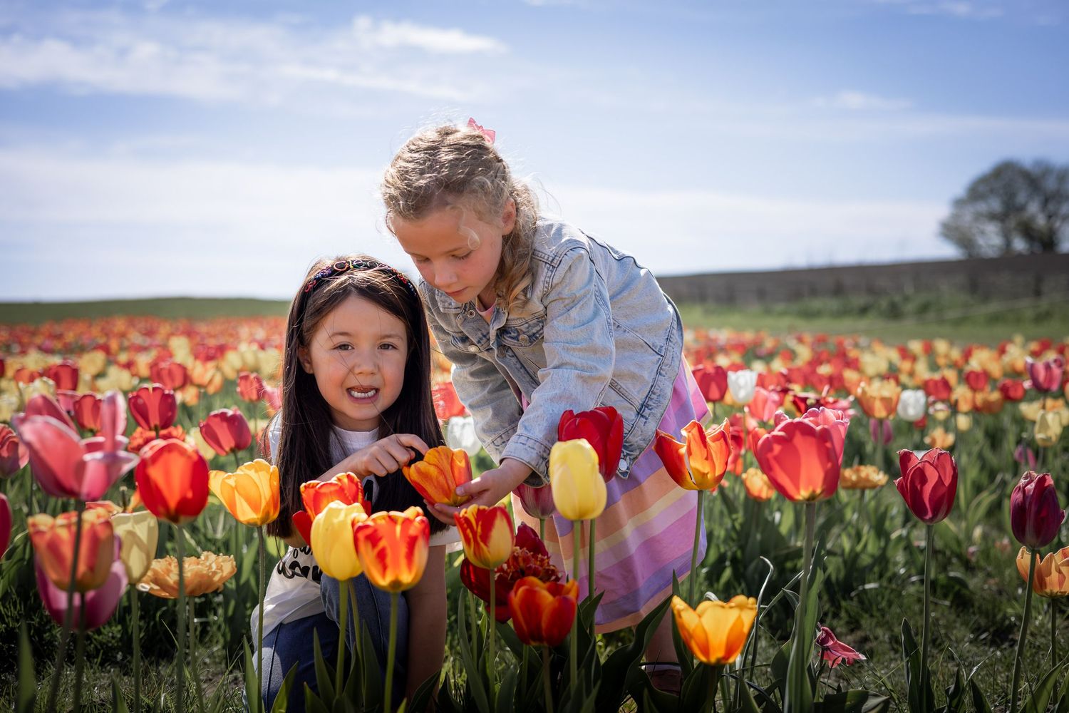 two girls sitting amongst tulips in a field