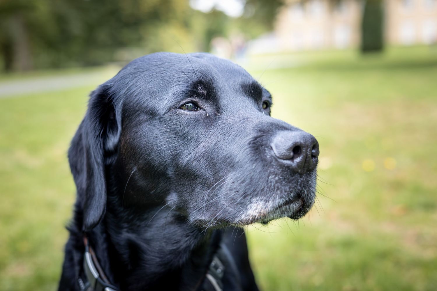 close up of a dog in a park