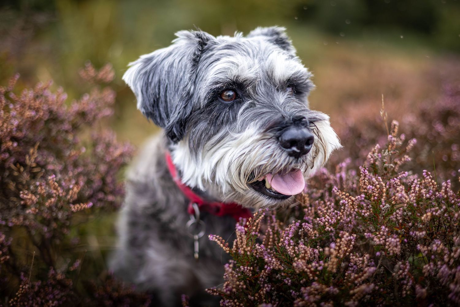 dog in heather