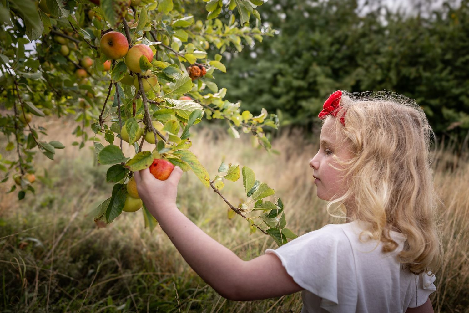 child picking an apple from an orchard