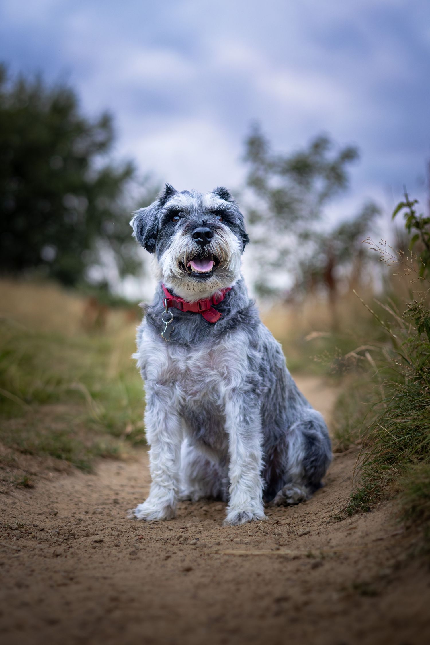 dog sitting on a path