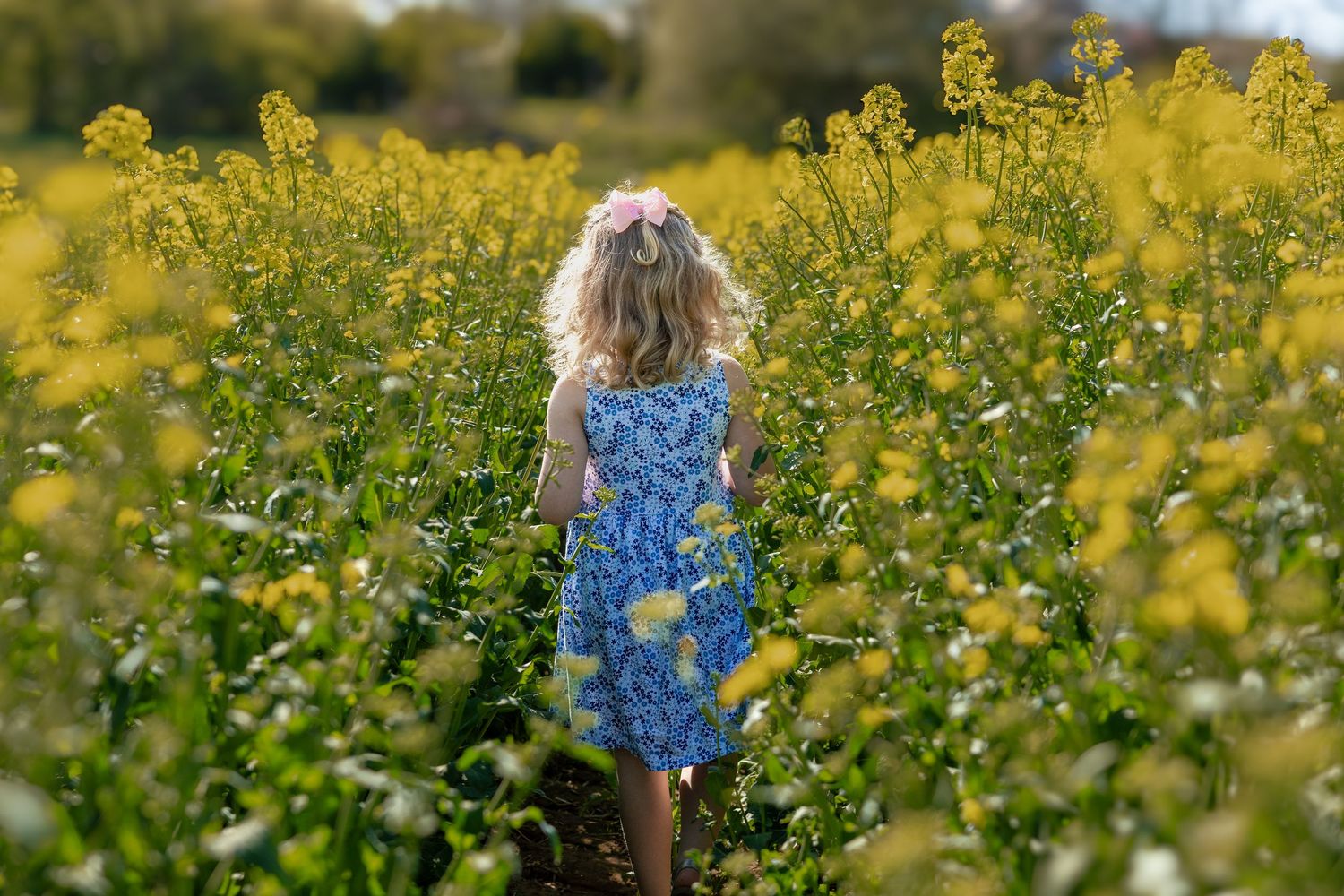 little girl walking away in field of yellow flowers