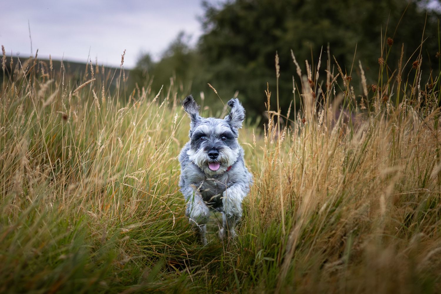 dog running in a grassy meadow