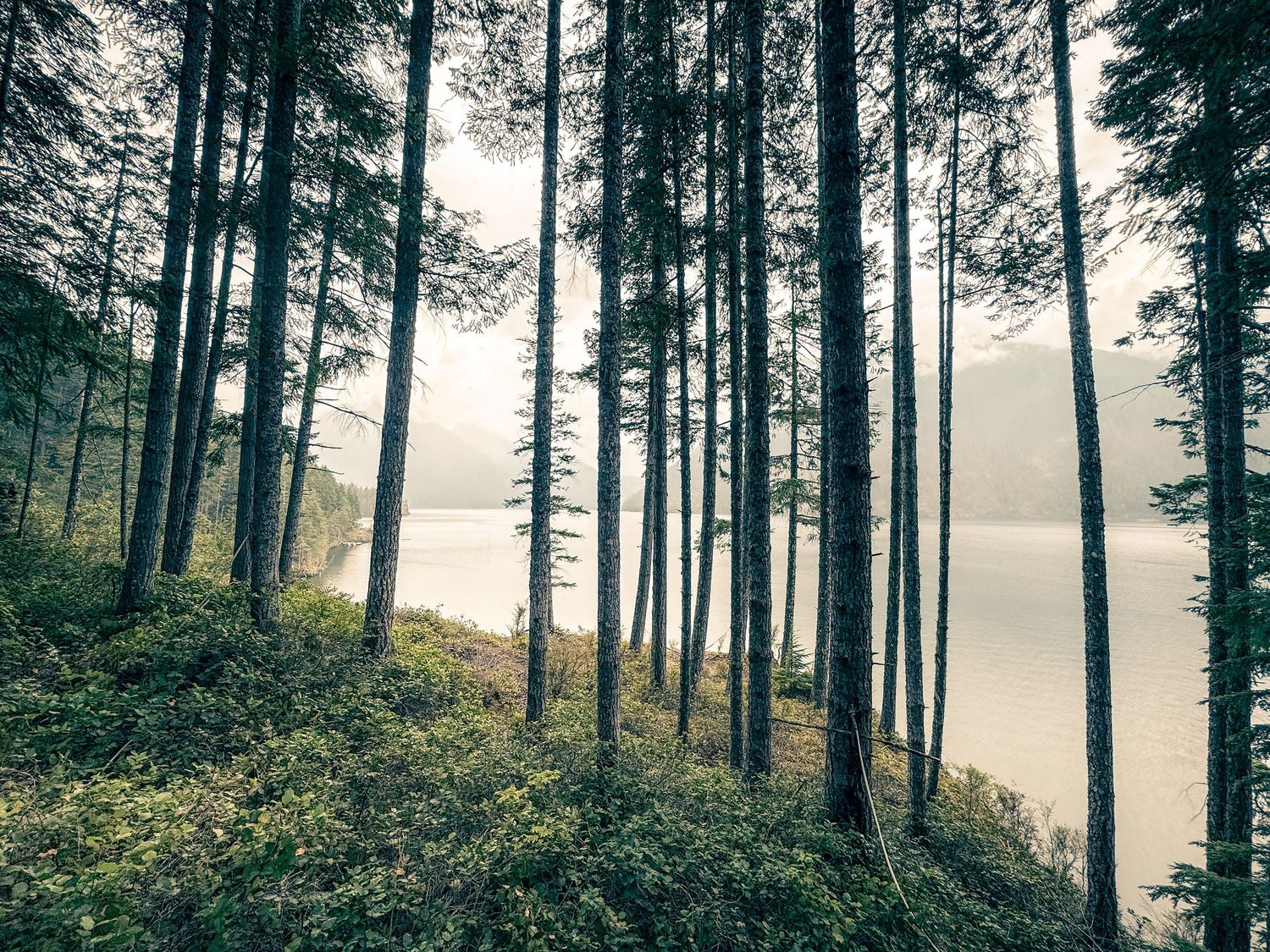 Misty forest scene with tall pine trees creating a moody atmosphere.