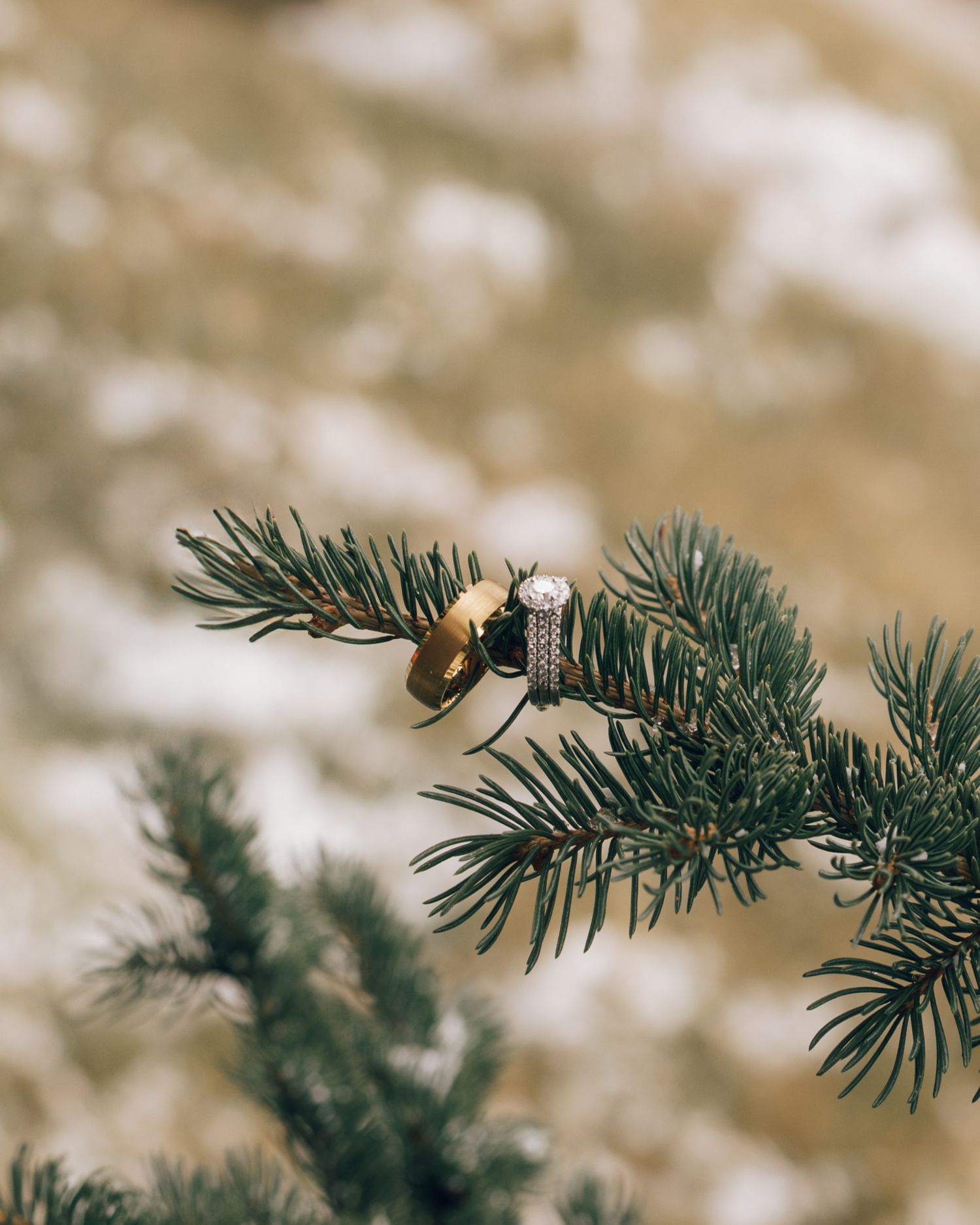 Close-up of pine needles on evergreen branches with soft bokeh background.