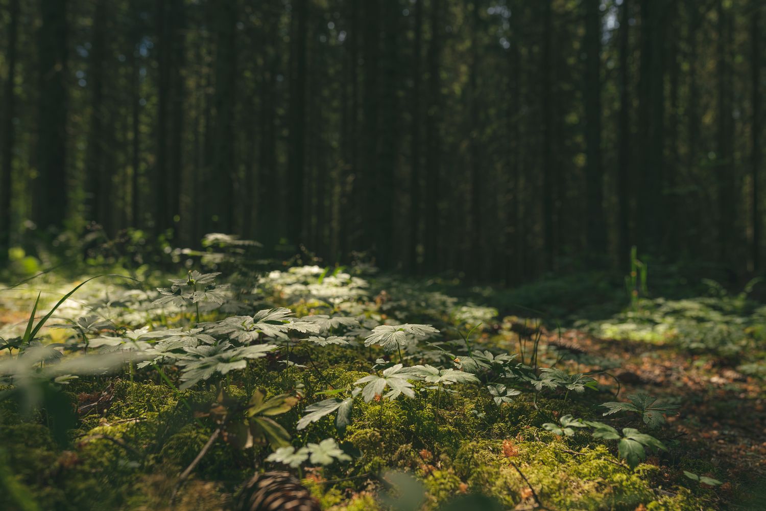 Moss-covered rocks and fallen leaves create a mystical forest floor scene in dark woodland.