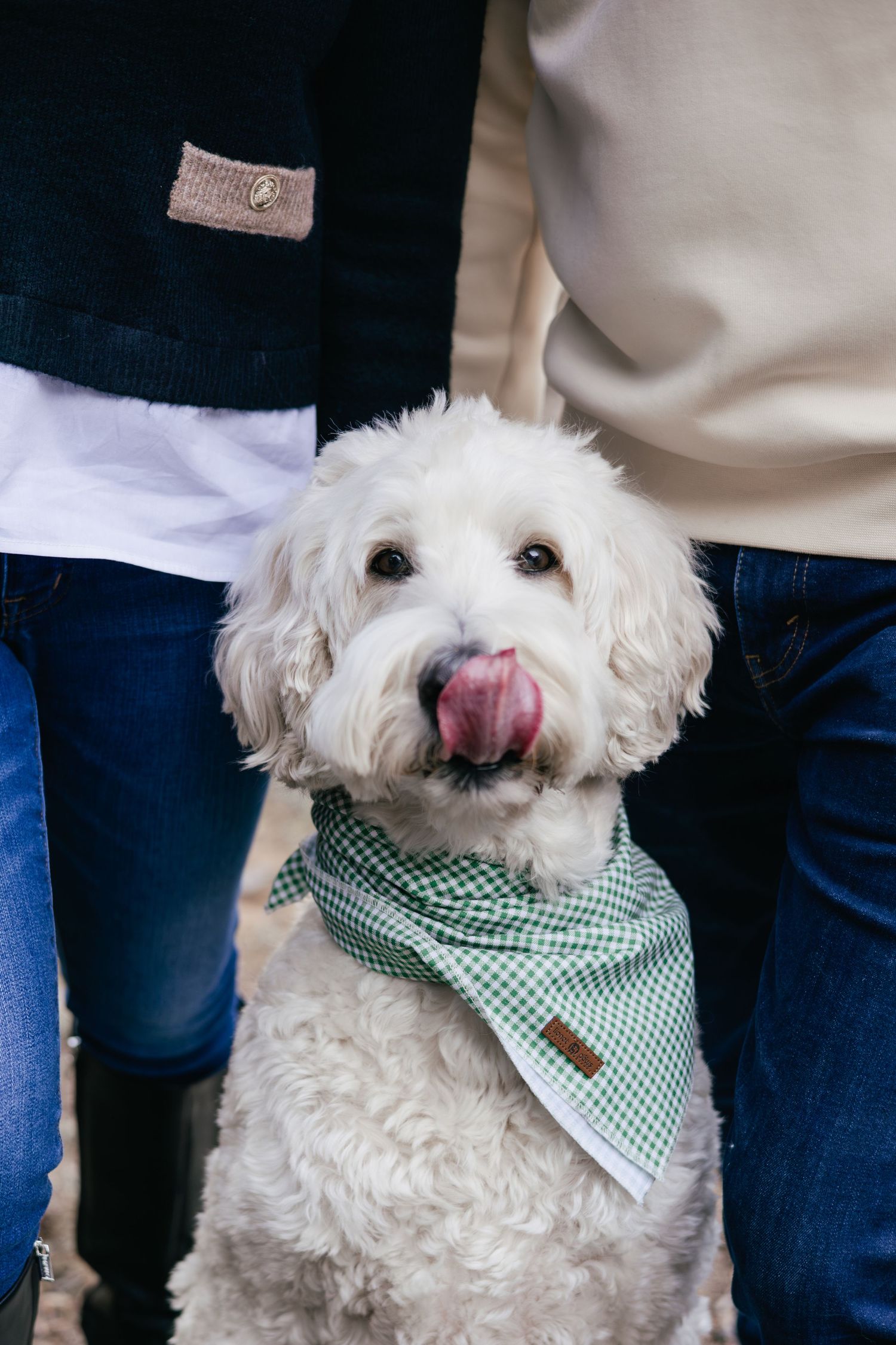 Adorable white fluffy dog wearing a green gingham bandana looks at the camera in a series of close-up shots.