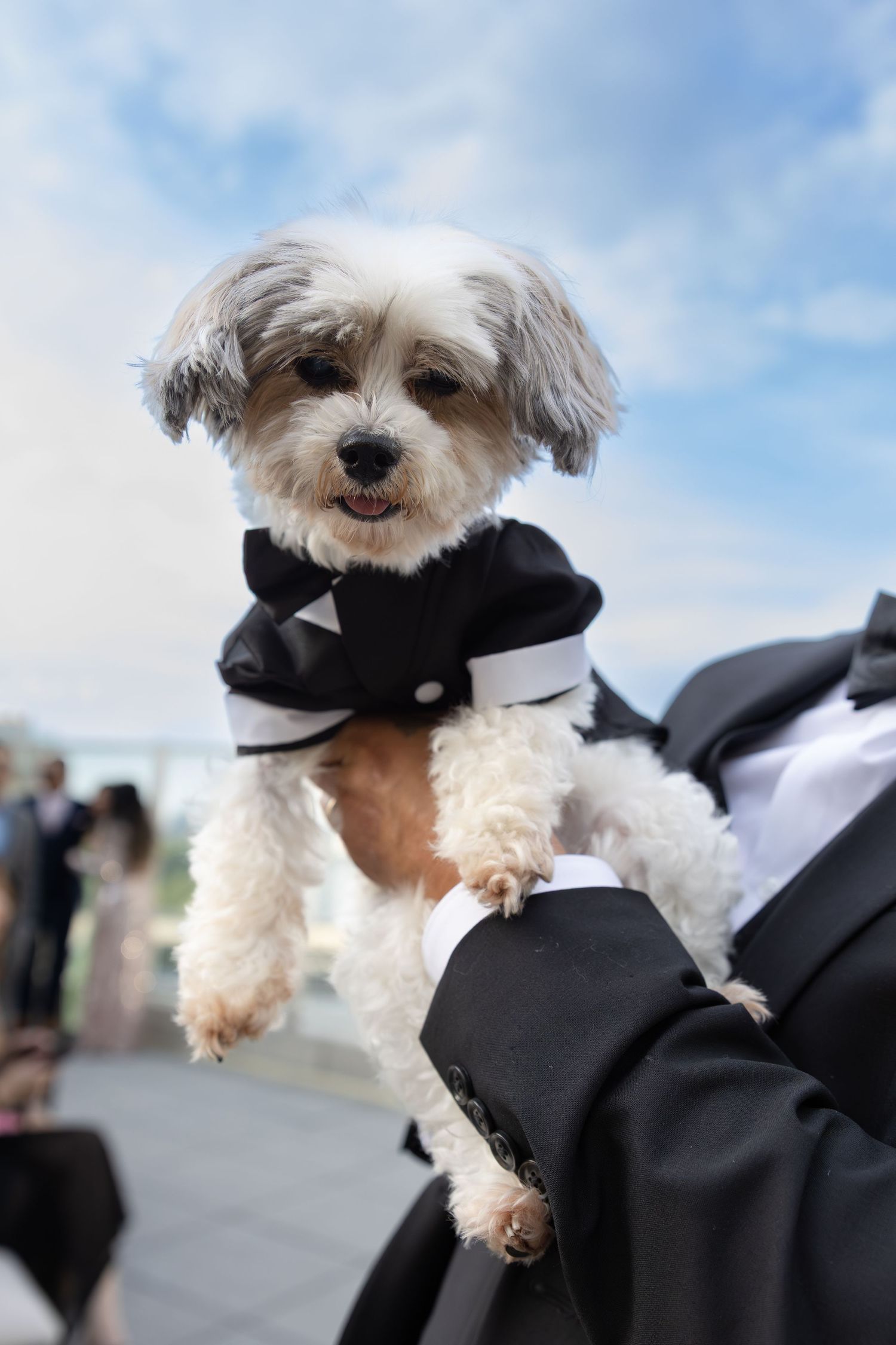 Adorable small dog wearing black tuxedo held up at outdoor wedding ceremony.
