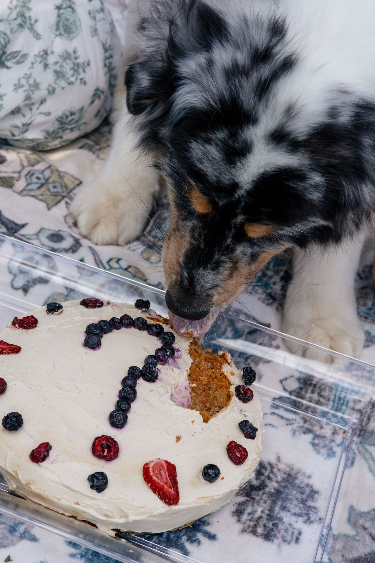 Australian shepherd dog sniffing decorated cake with fruit toppings.