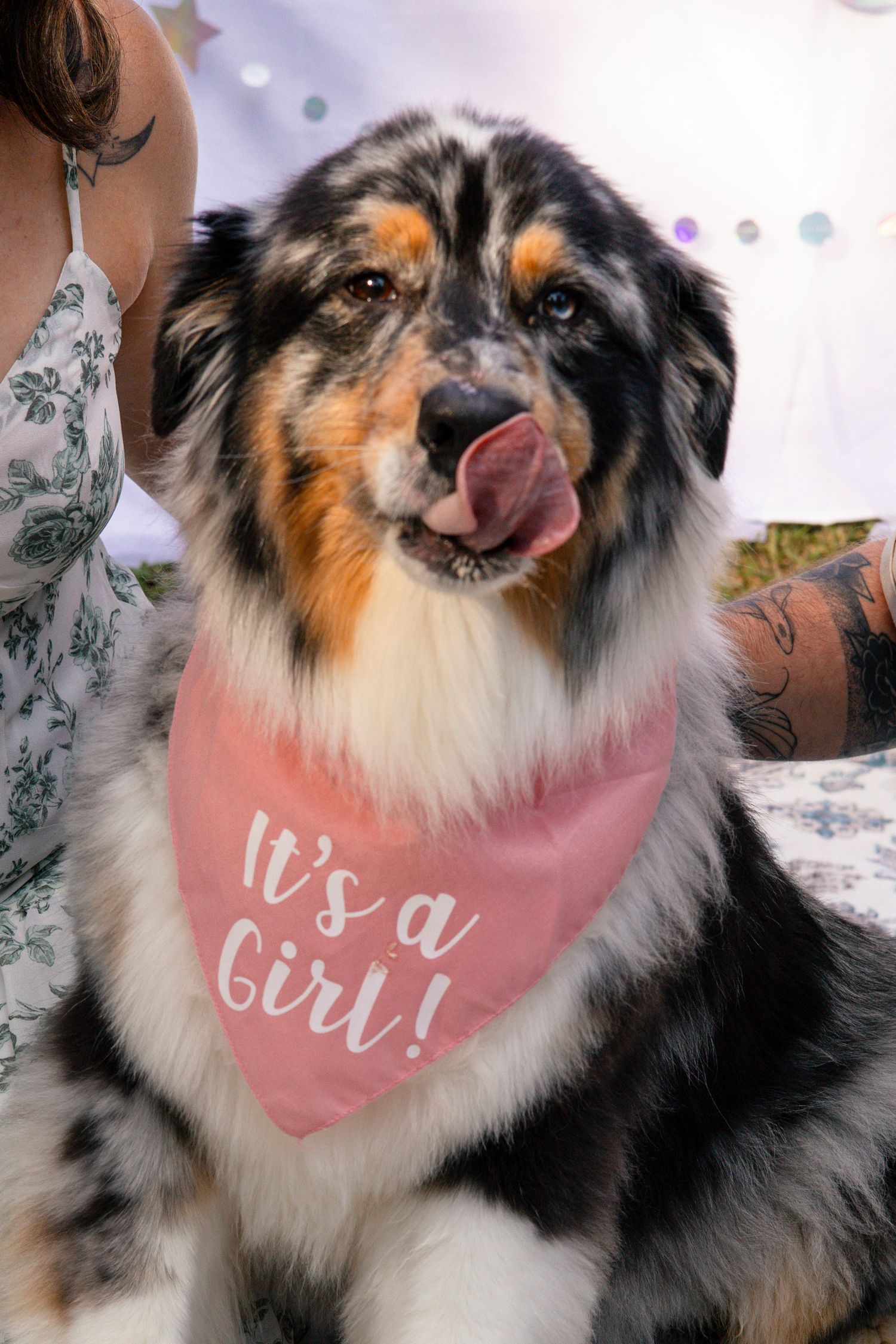 Australian shepherd dog wearing pink bandana with text smiling at camera.