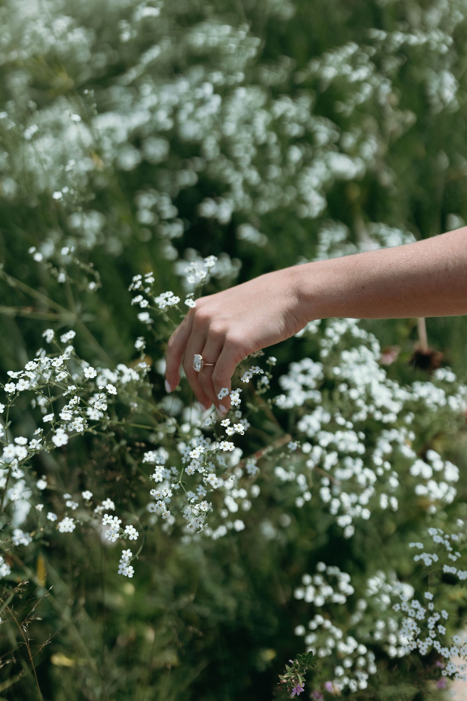 A hand reaches out to touch delicate white wildflowers blooming among green foliage in a garden setting.
