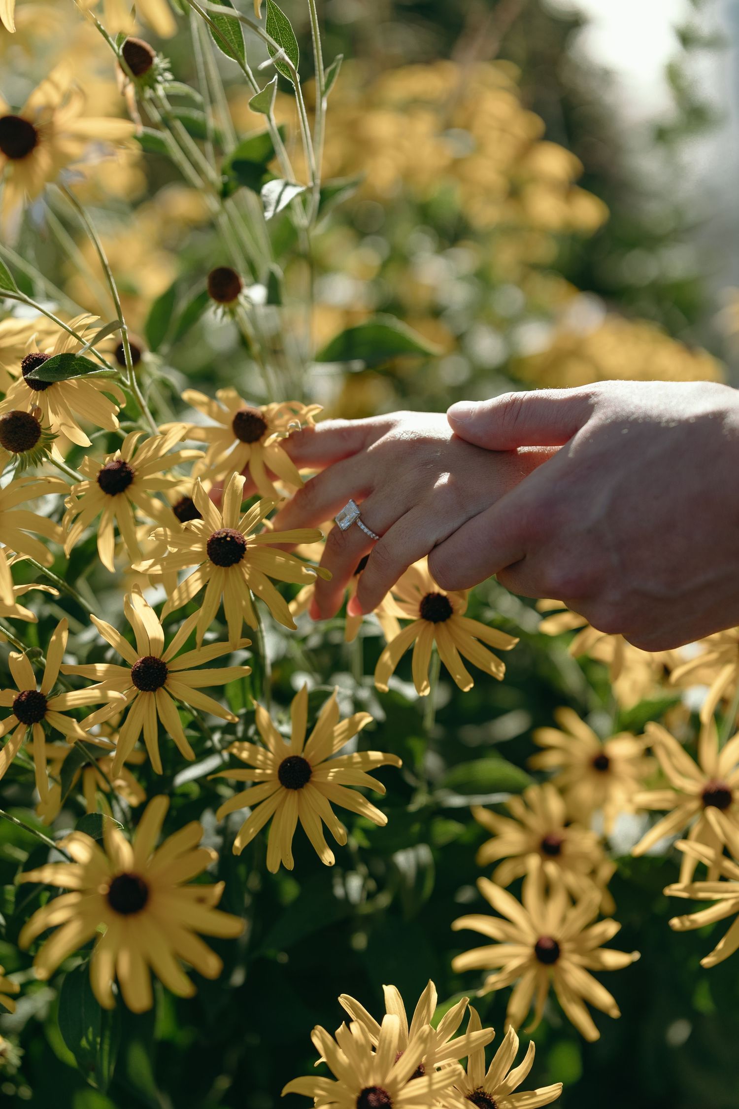 Hand gently touching yellow Black-eyed Susan flowers blooming in a summer garden with soft natural lighting.