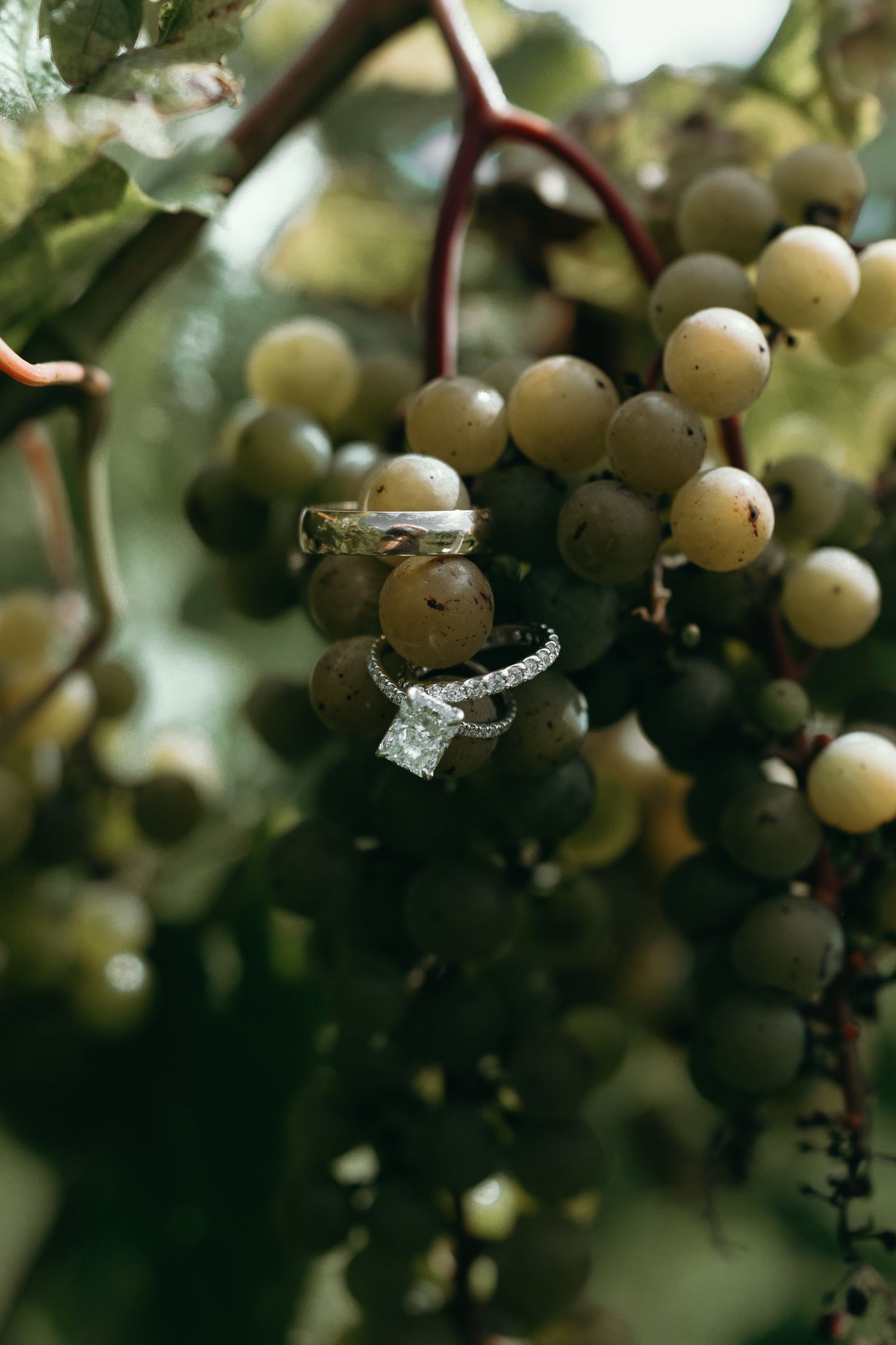 Wedding rings resting on green grapes growing on a vine at a vineyard wedding venue.