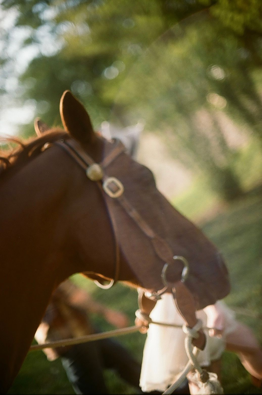 A series of brown and white horses in profile lined up in a row against a blurred outdoor background.