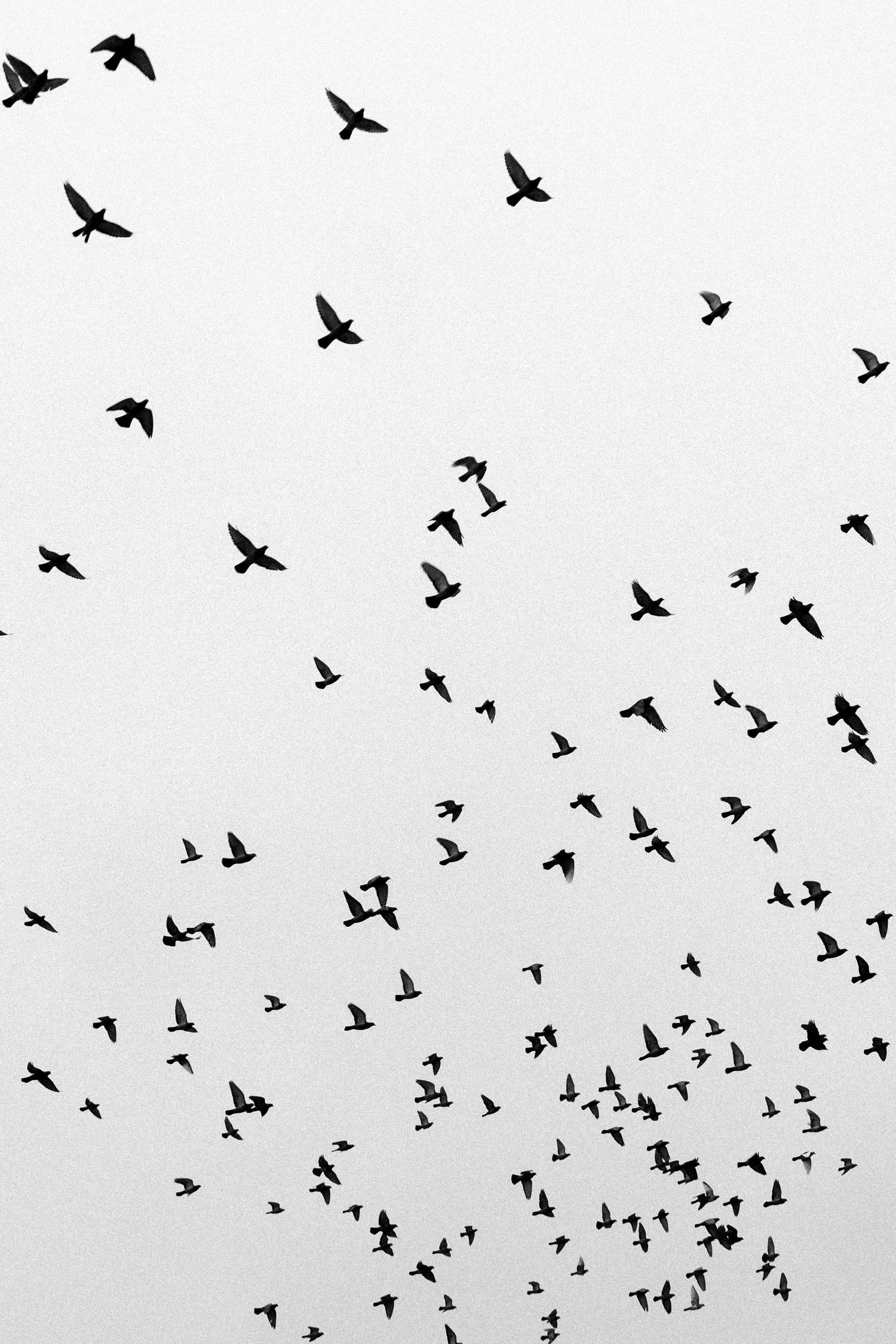 A black and white image of birds flying in formation against a light sky.