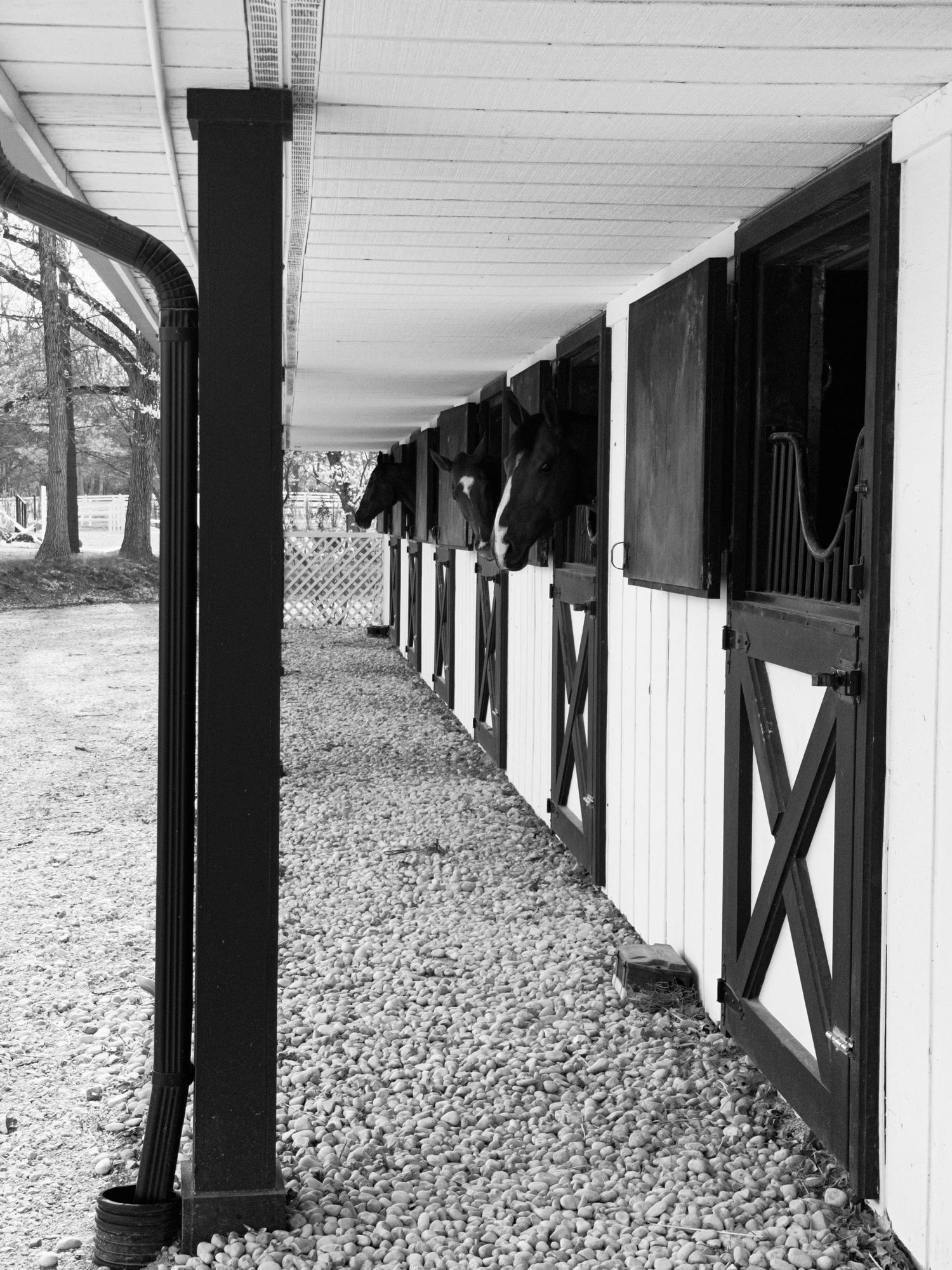 Black and white view of horse stables with wooden stall doors and gravel floor.