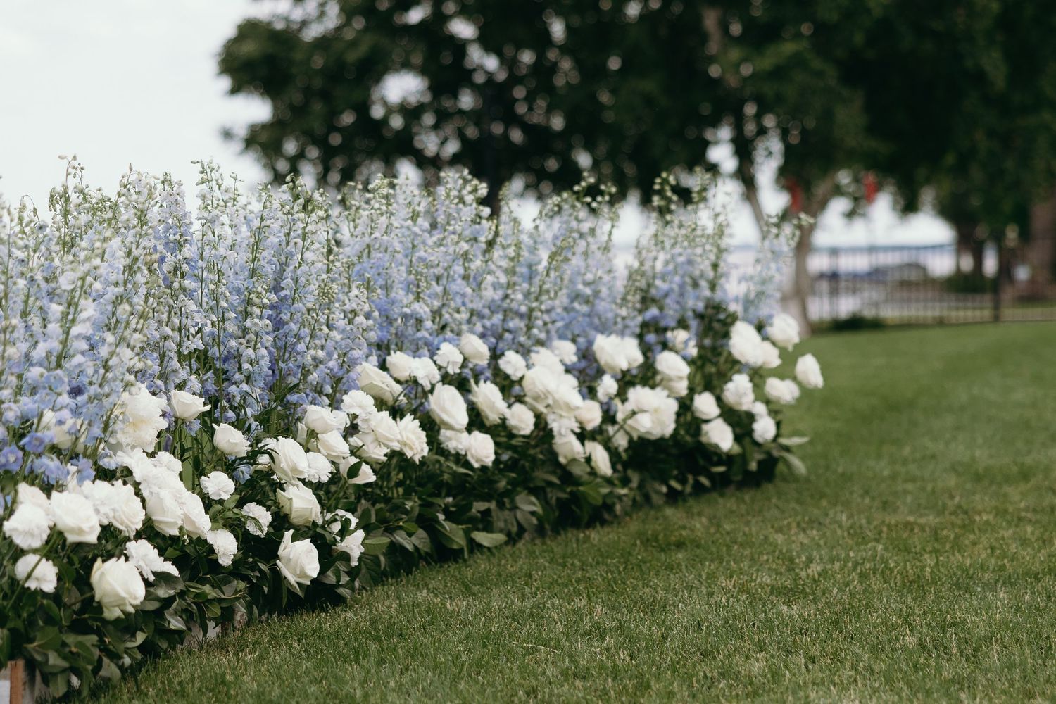 A garden border with white hydrangeas and delicate blue delphiniums lining a lush green lawn.