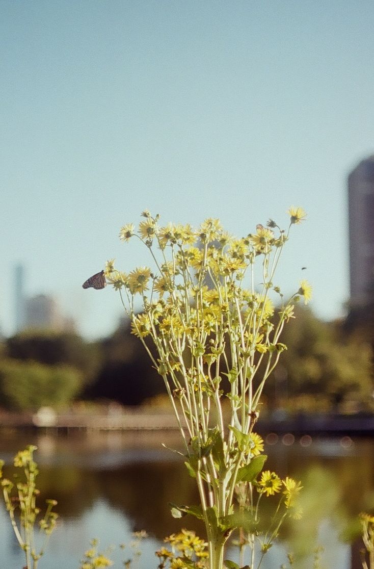 Yellow wildflowers bloom near a lake with city buildings visible in the blurry background on a sunny day.