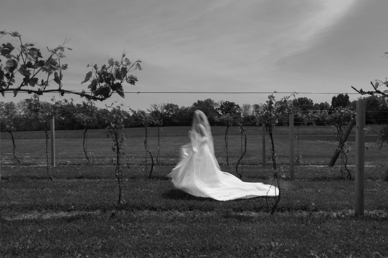 A flowing white wedding dress photographed in black and white against a vineyard landscape.