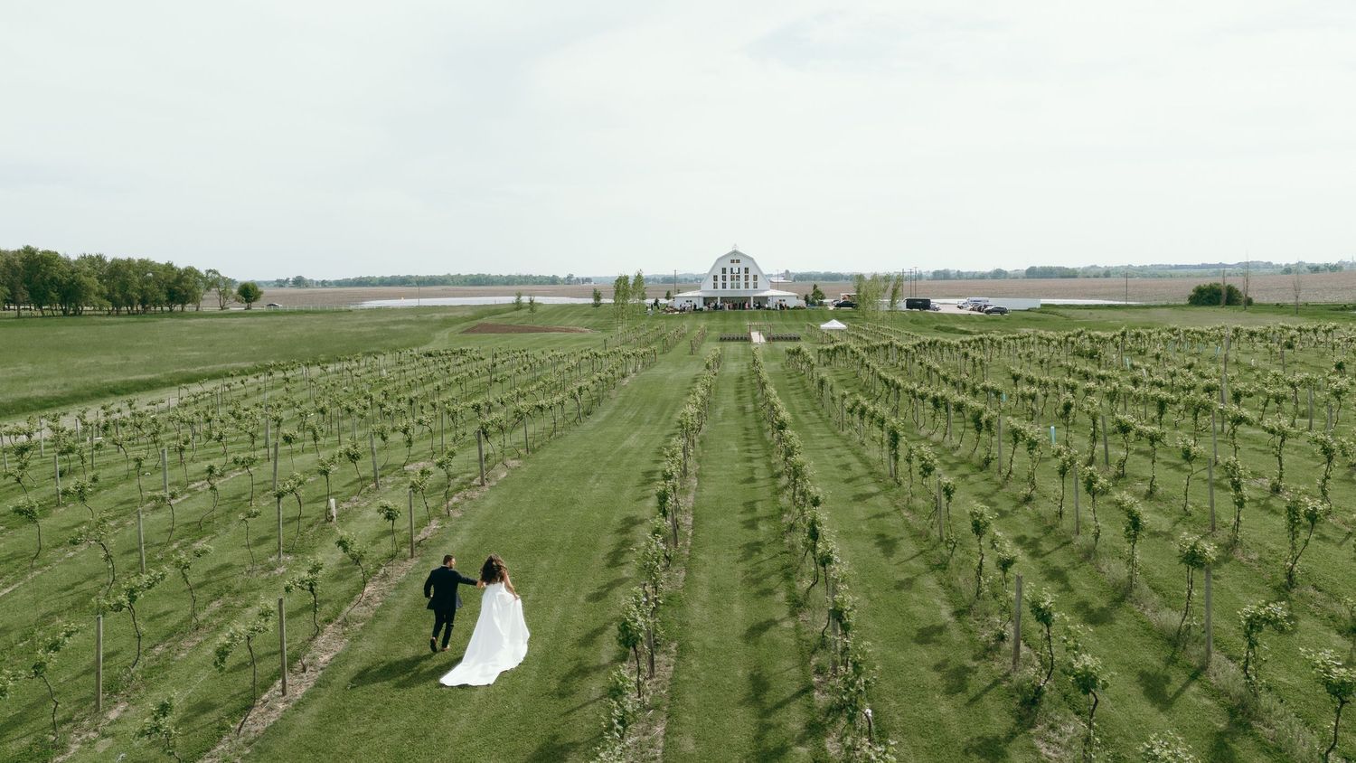 Panoramic view of vineyard rows stretching across rolling countryside.