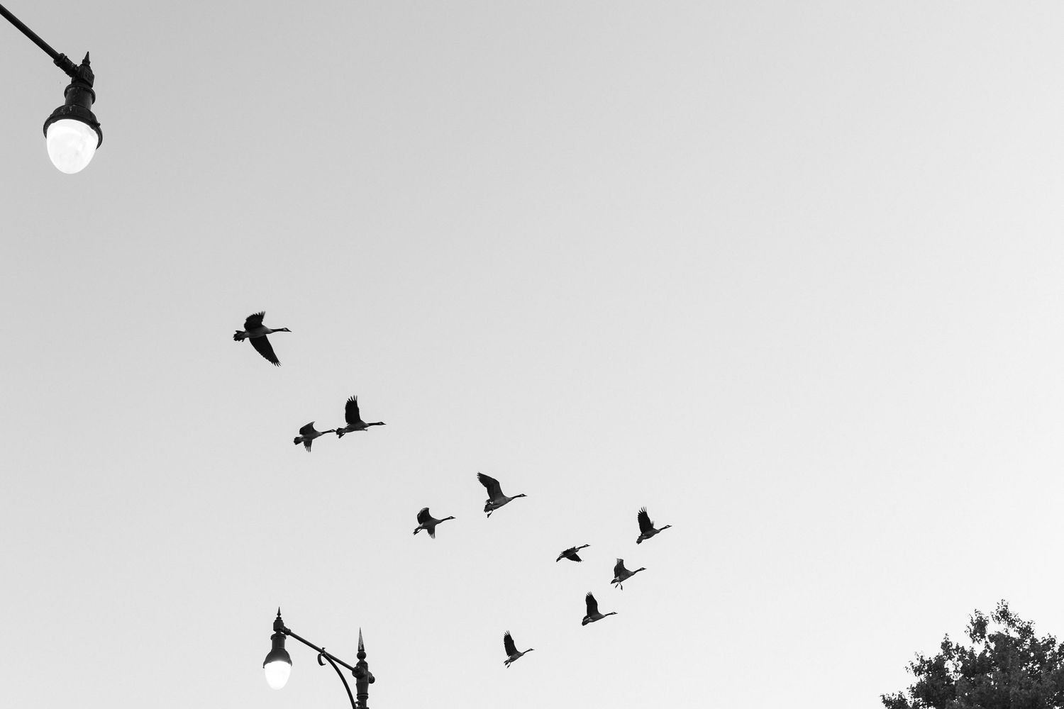 Black and white silhouette of birds in formation flying against a bright sky with a light fixture visible above.