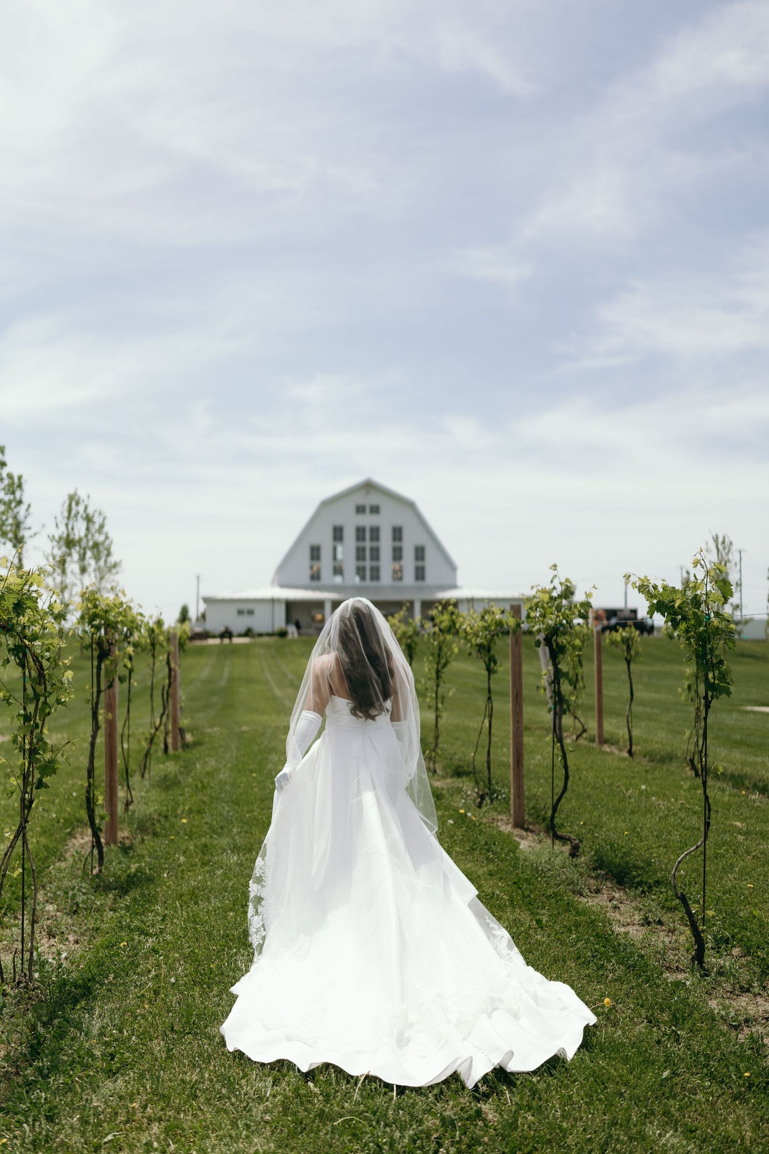 Wedding dress silhouette in vineyard with white barn in background.