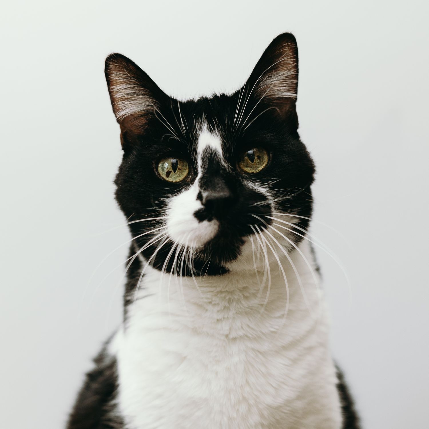 Close-up portrait of black and white tuxedo cat with striking yellow eyes.