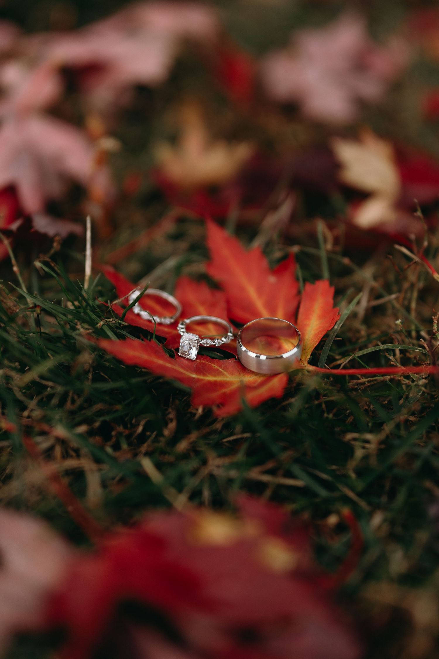Wedding rings nestled on vibrant red autumn maple leaves in soft natural lighting.