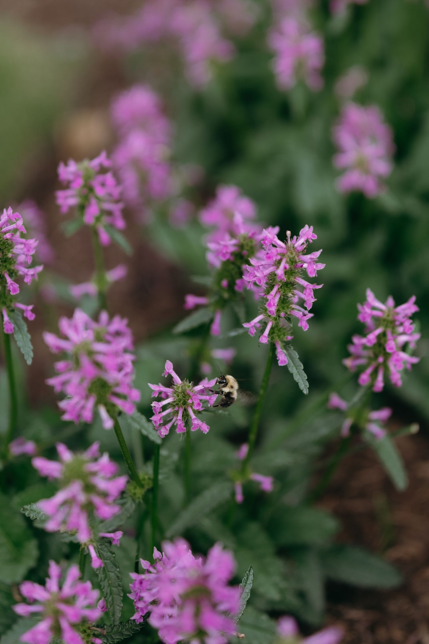 Close-up of delicate purple wildflowers blooming in a garden setting.