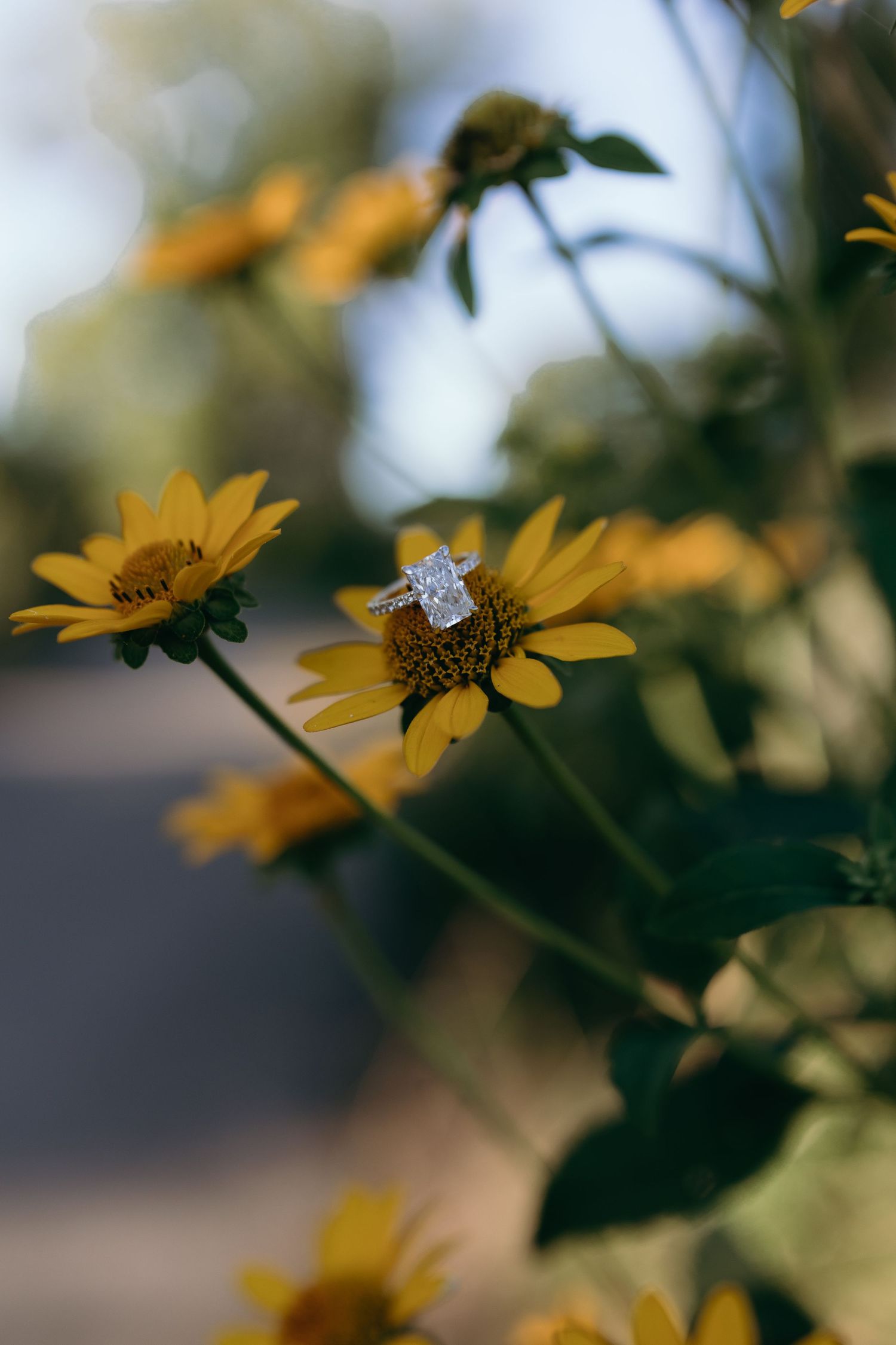 A yellow wildflower with dark center blooms in shallow depth of field with blurred bokeh background.