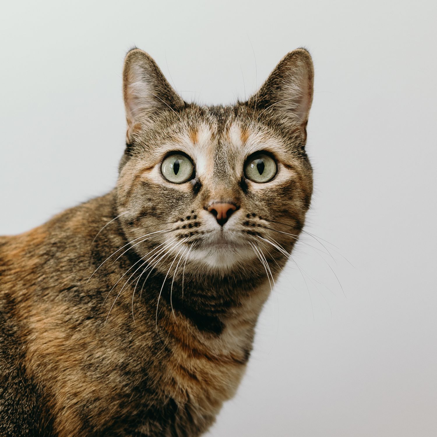 Portrait of tabby cat with alert expression against white background.