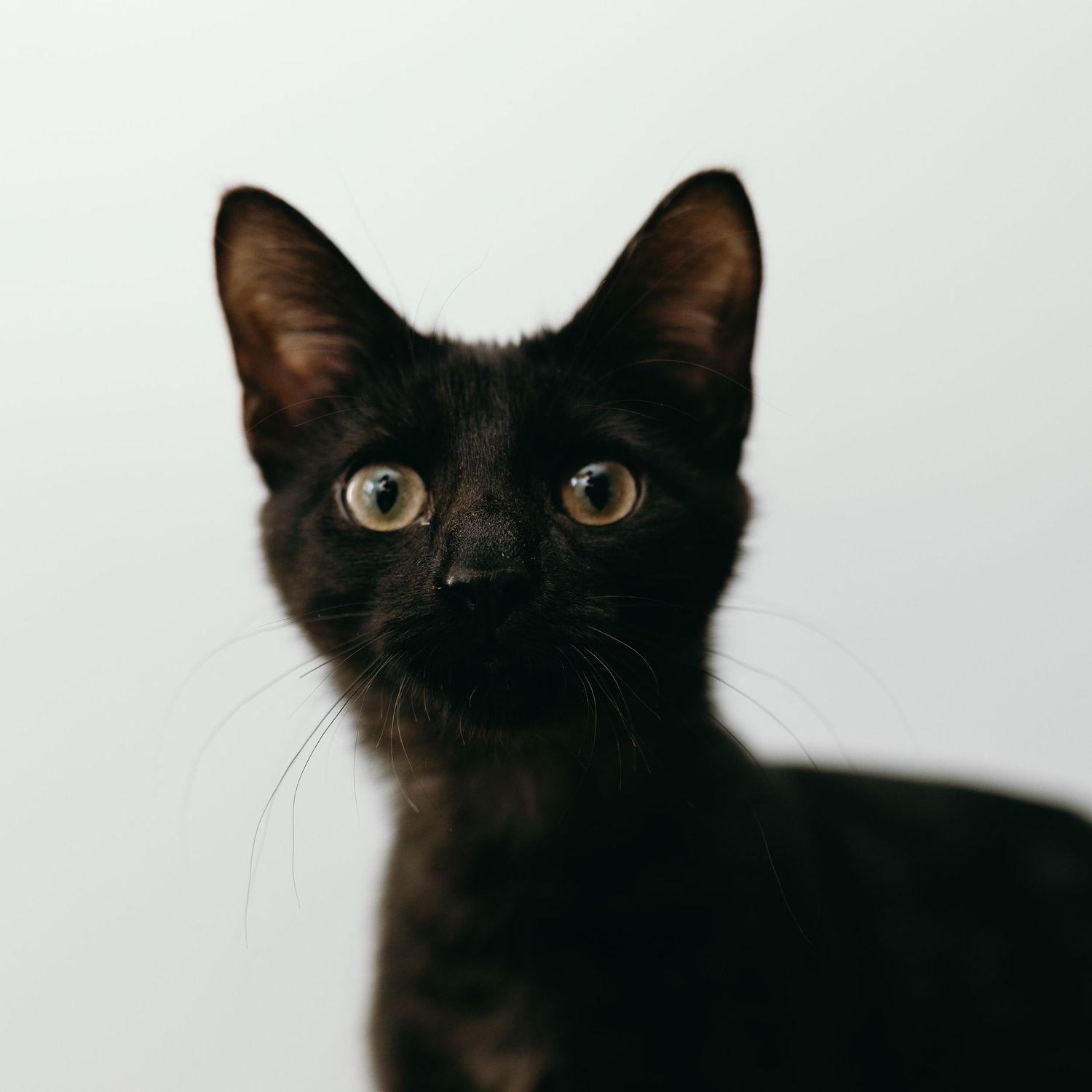 Close-up portrait of a black cat with bright eyes against white background.