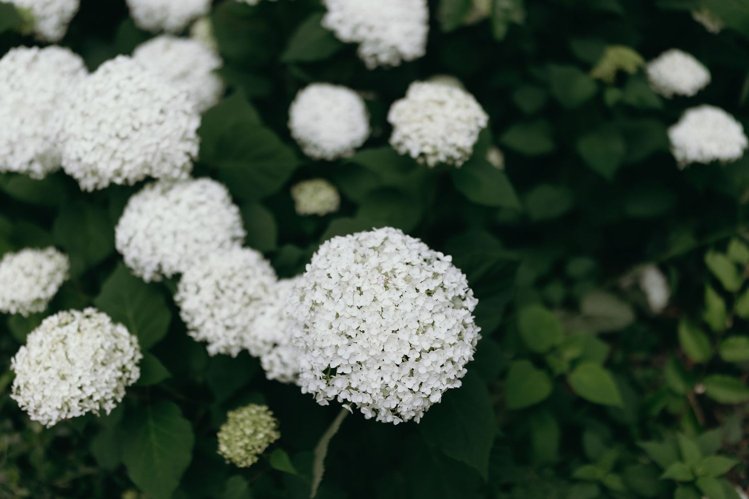 White hydrangea blooms clustered together against green leaves in garden setting.