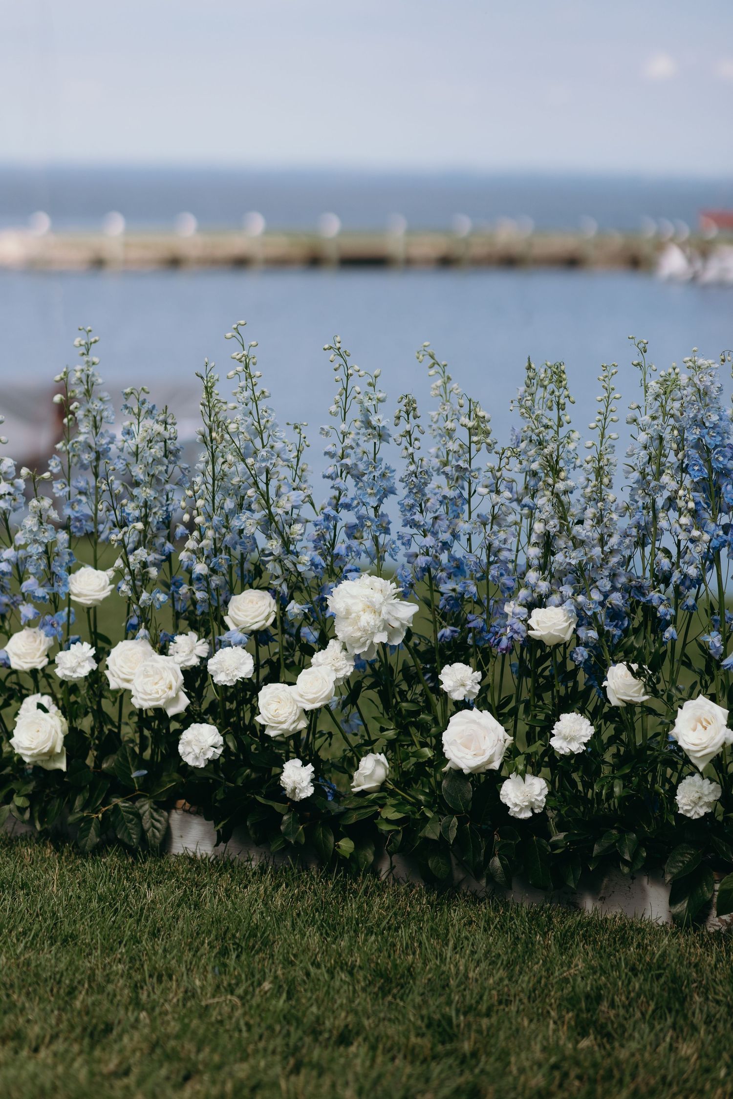 White roses and blue delphinium flowers bloom in a garden bed near a waterfront pier on a sunny day.