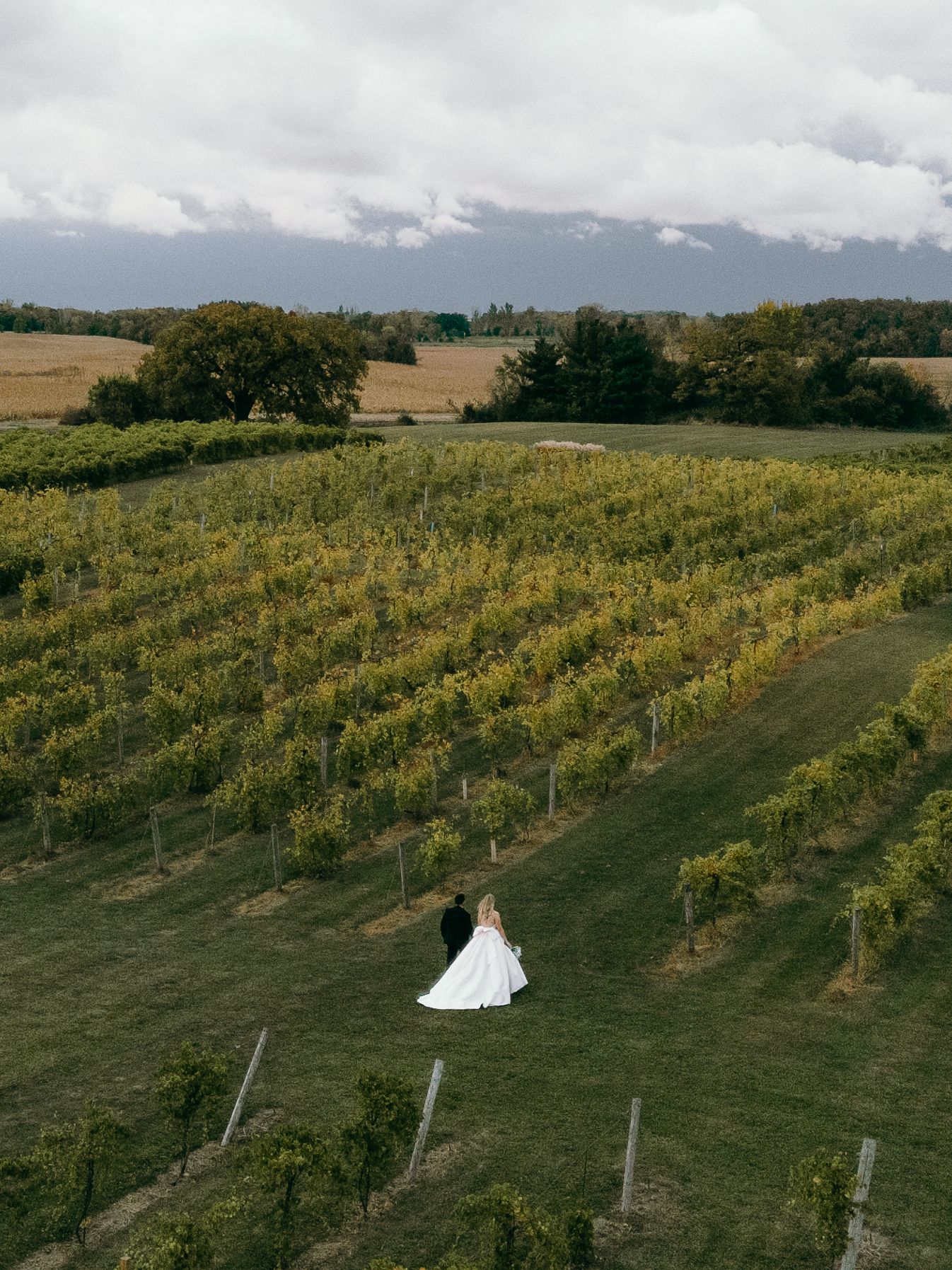 A scenic aerial view of a bride and groom in a vineyard with rows of grape vines on rolling hills at the Providence Vineyard in Chicagoland