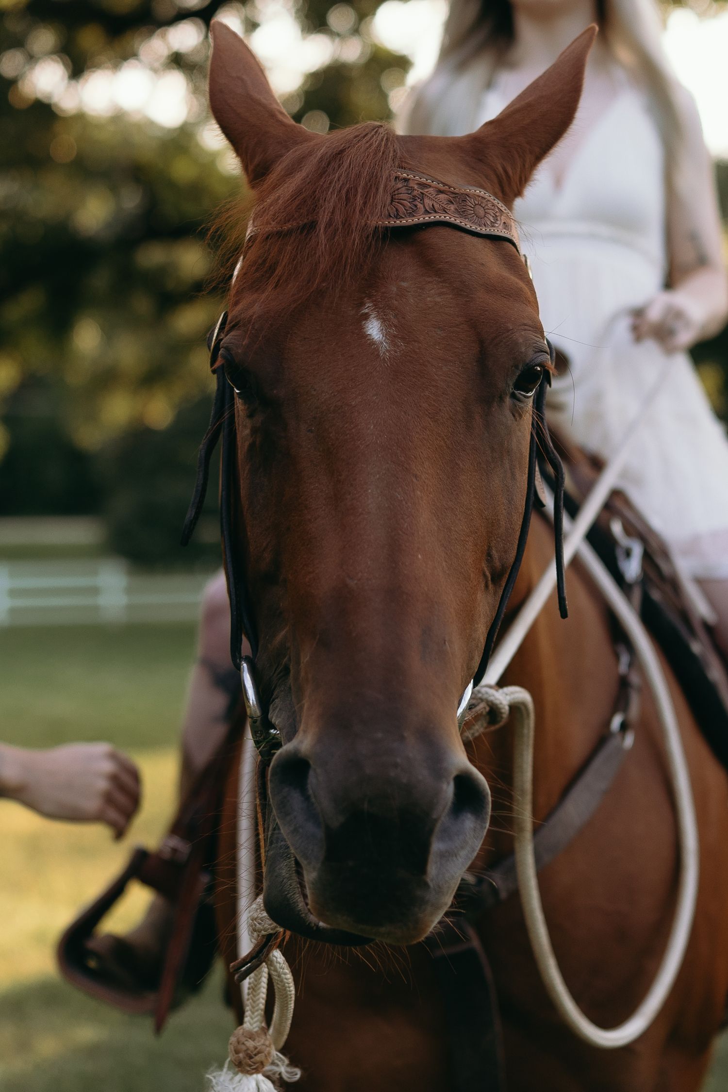 Close-up sequence of a brown horse's head and bridle in warm evening sunlight at a riding stable.