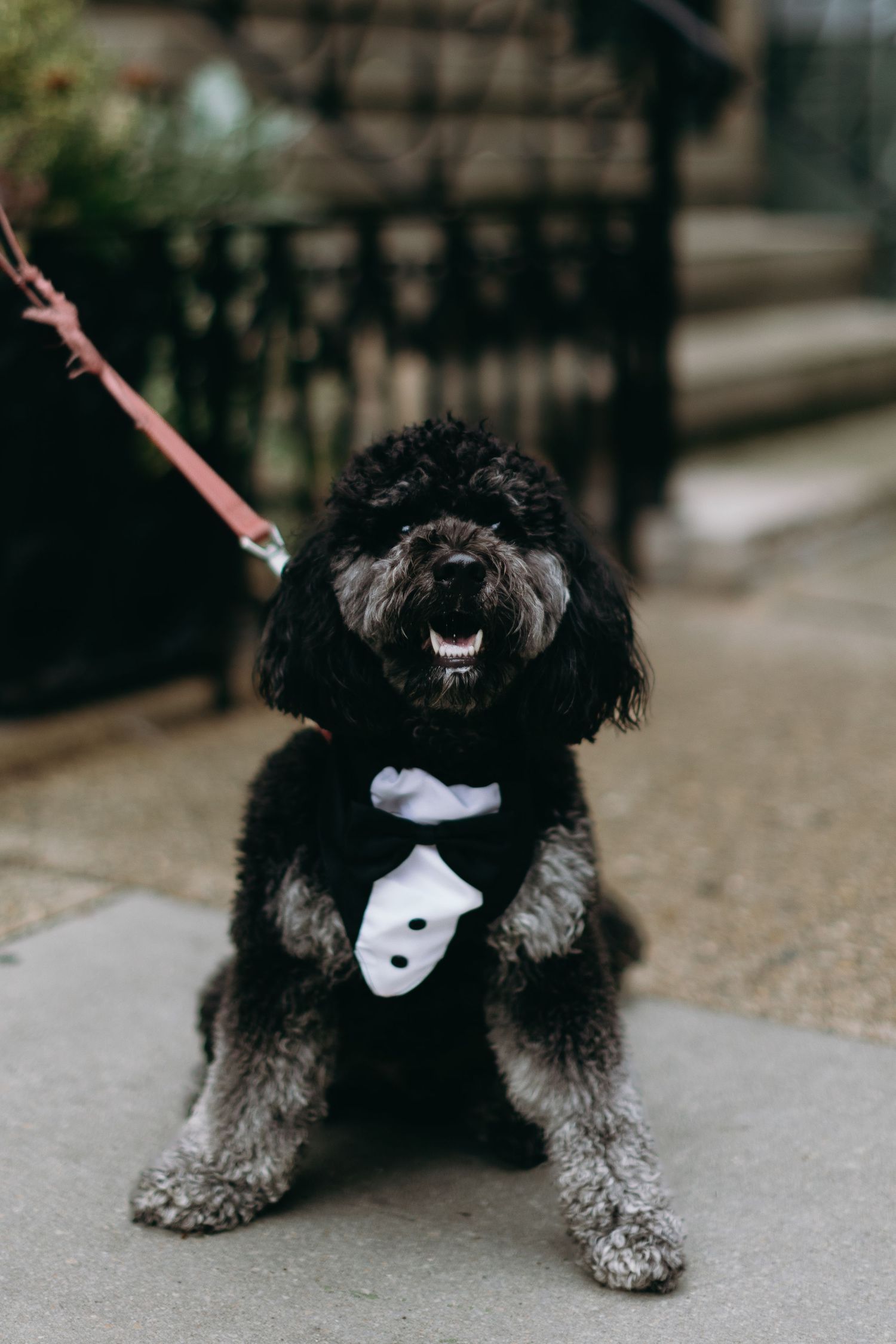 Black and white dog wearing a pristine white bowtie sits and poses for a series of fashionable portraits.