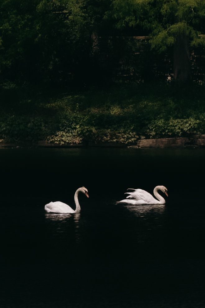 Two elegant white swans gliding gracefully on a dark tranquil lake with lush green trees in the background.