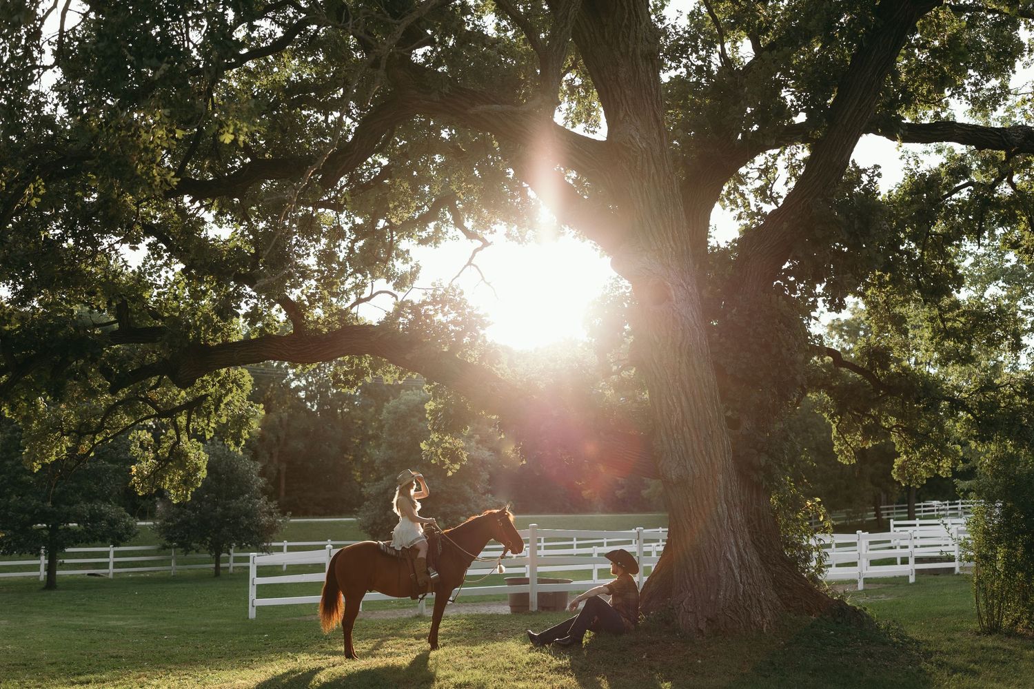 Sunlit landscape with horses grazing under large oak trees during golden hour.