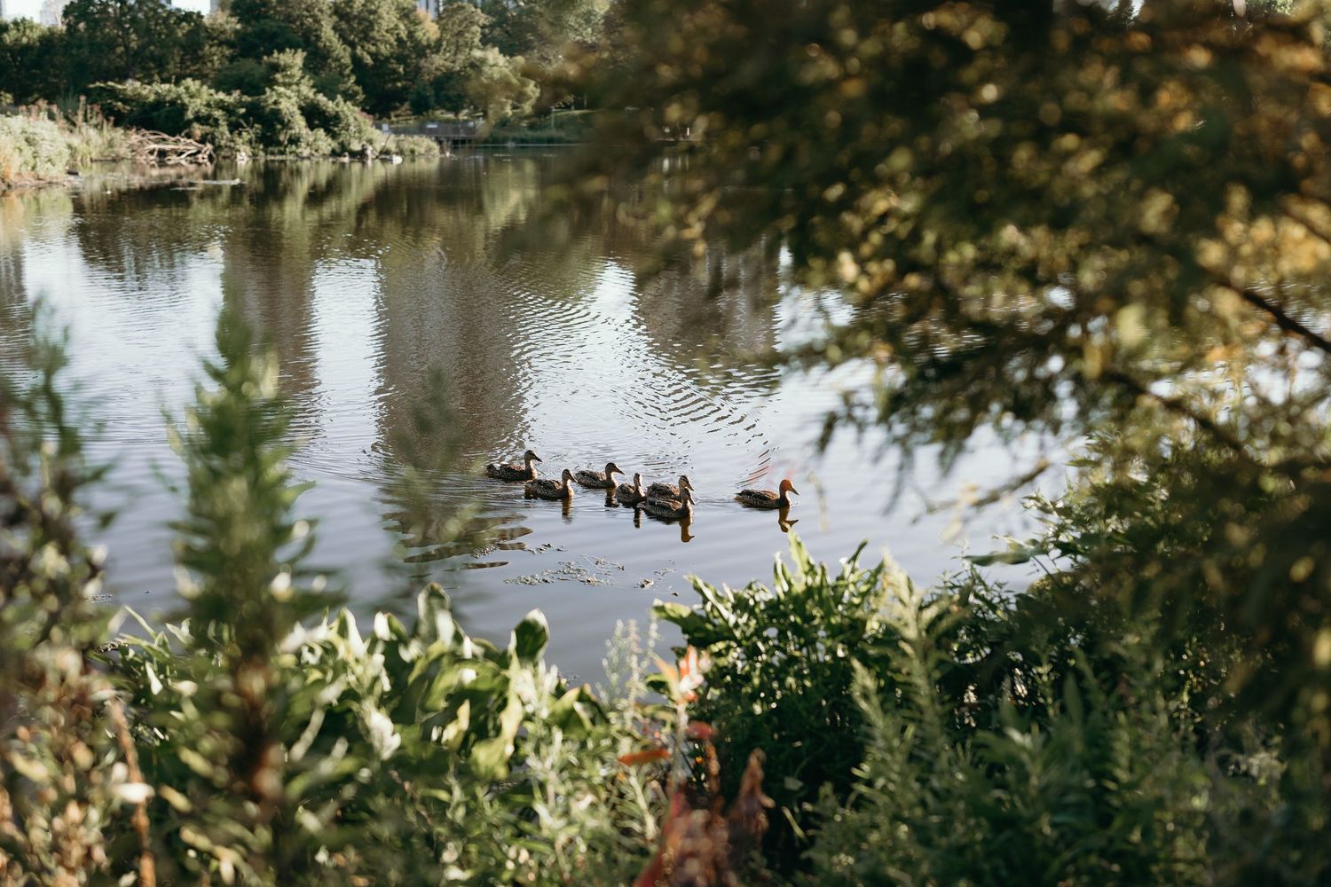 A tranquil lake view through trees with sunlight filtering through autumn foliage and reflecting on calm water.