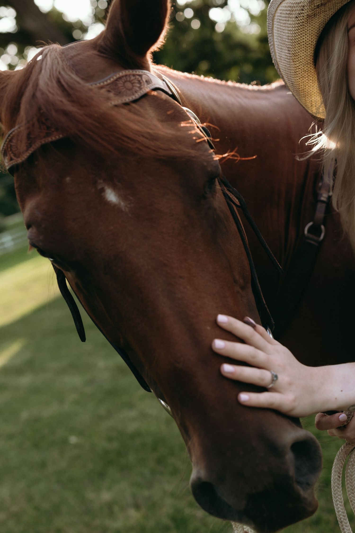 Three side profile closeup shots of a brown horse being gently petted in an outdoor setting at sunset.