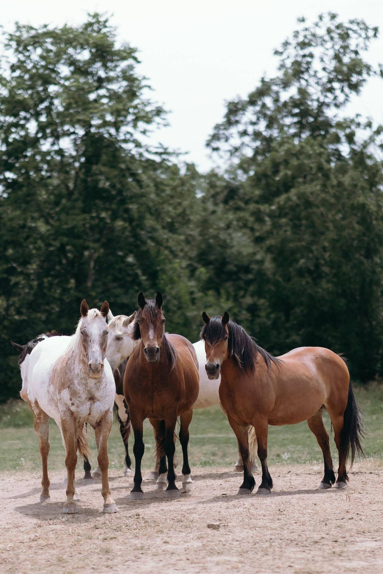 Three majestic horses standing together on dirt path, featuring brown and white coats.